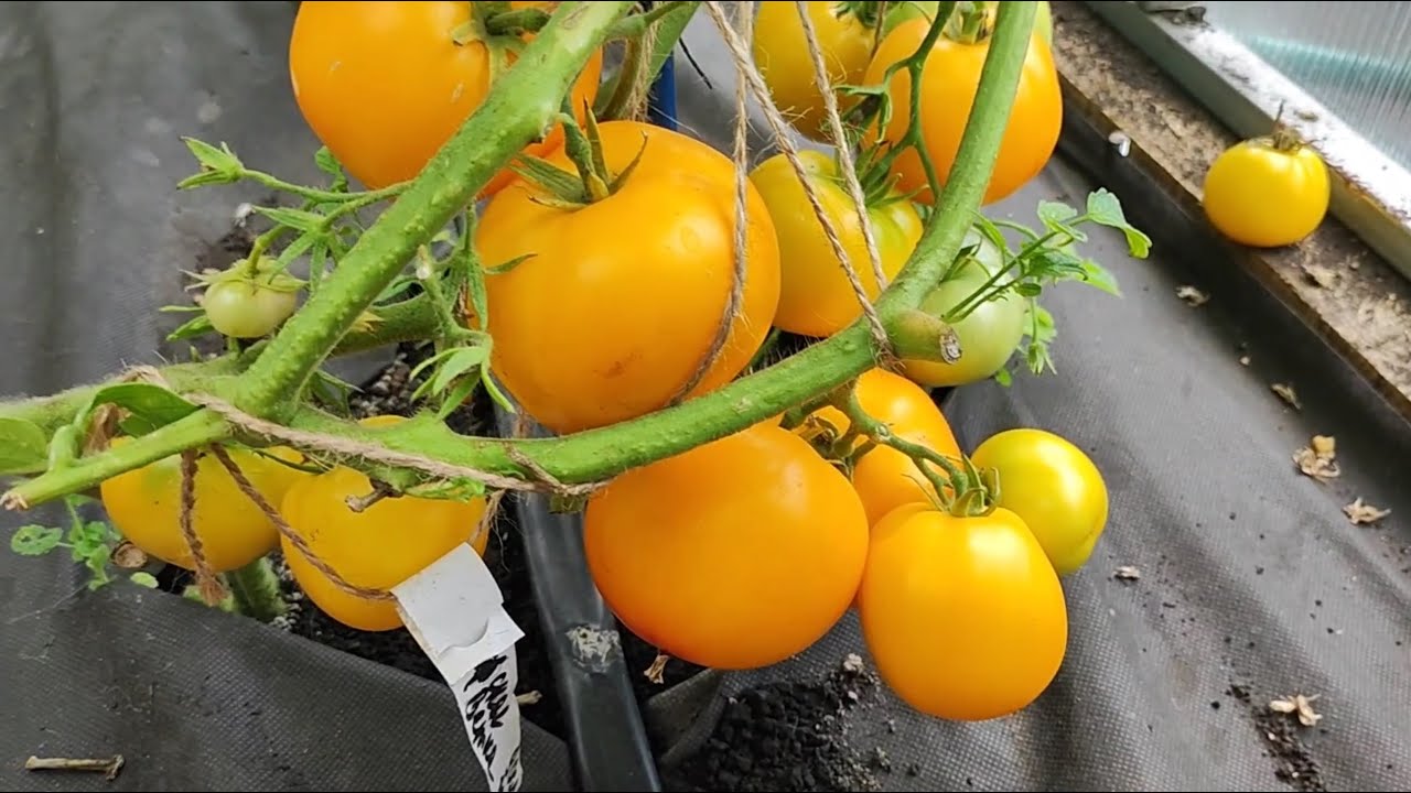Агрономи назвали найсмачніший жовтий сорт помідорів