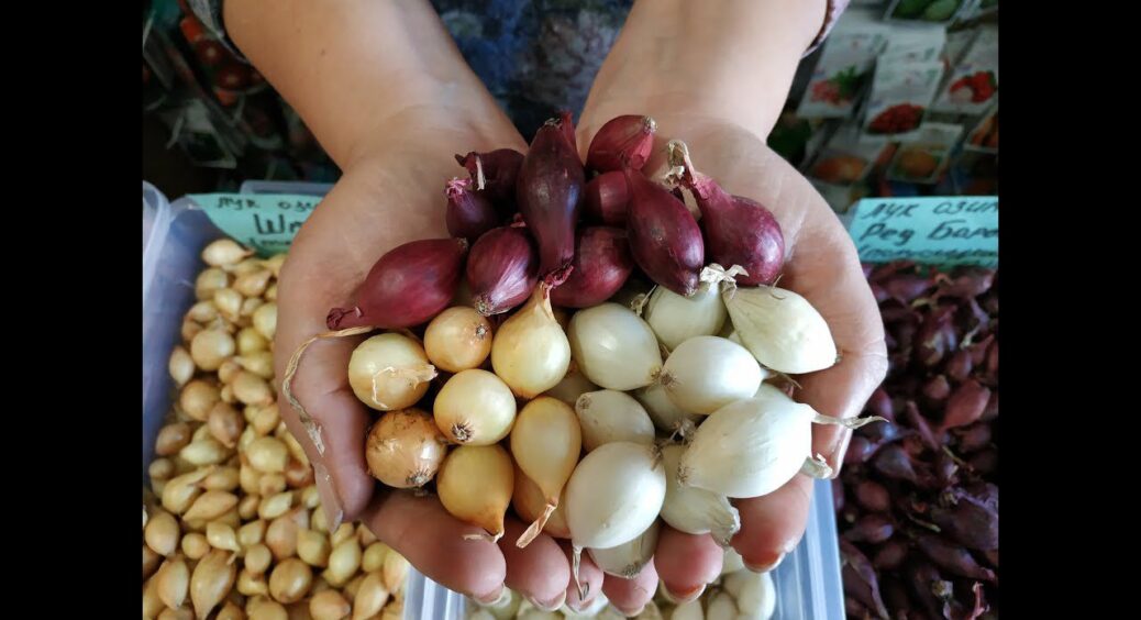 Чому городники України від Харківщини до Закарпаття обирають саме ЦІ 5 сортів озимої цибулі 