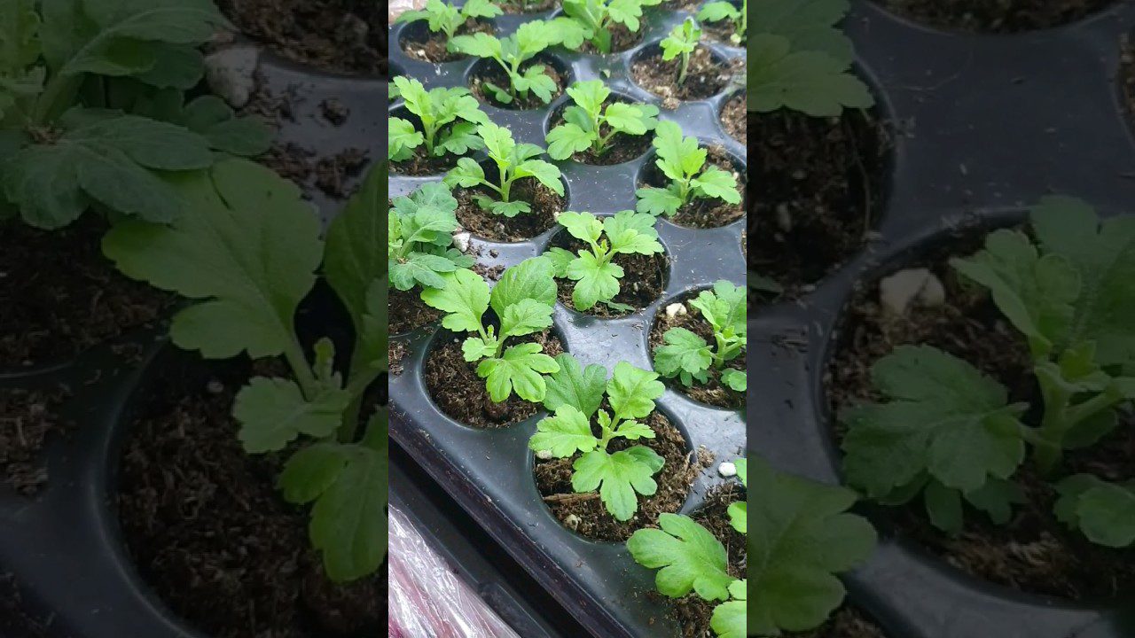 Як розмножити хризантему мультифлору