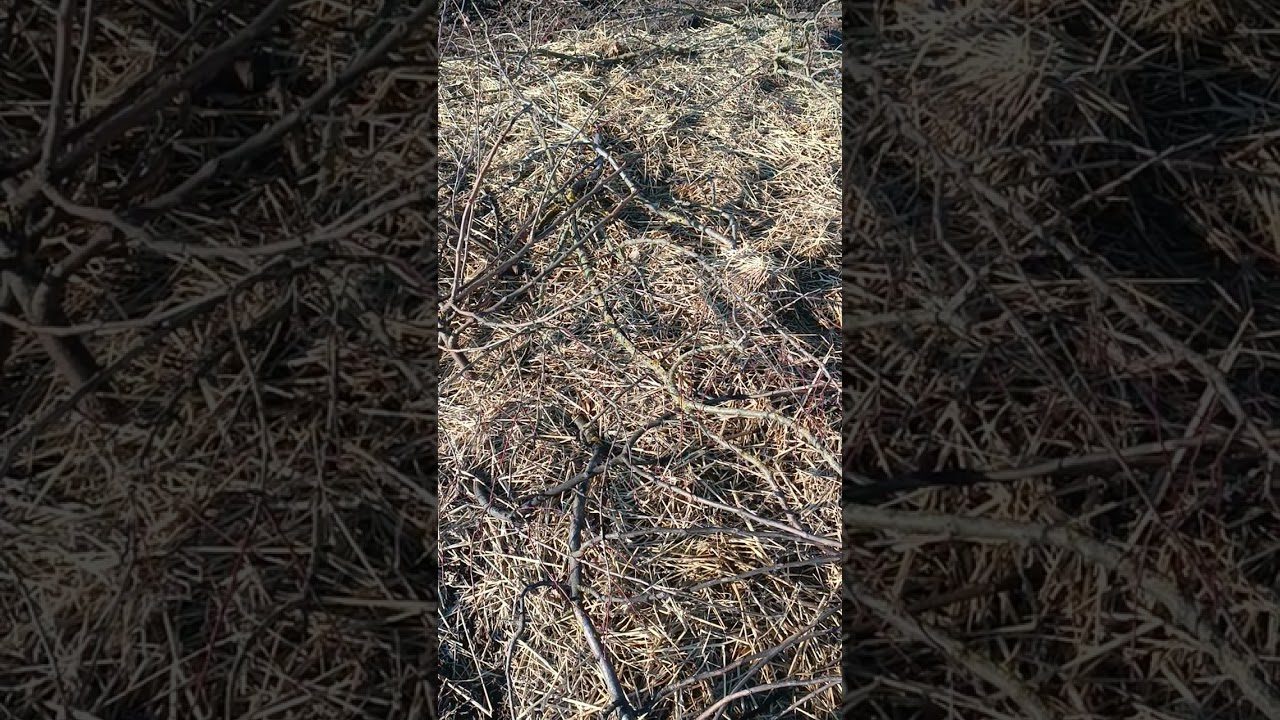 Чим накрити на зиму озиму цибулю