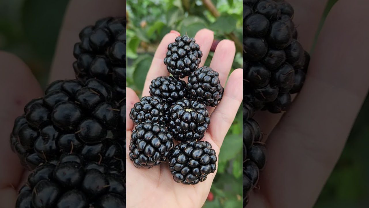 Сорт крупноплідної ожини Вошито та його переваги