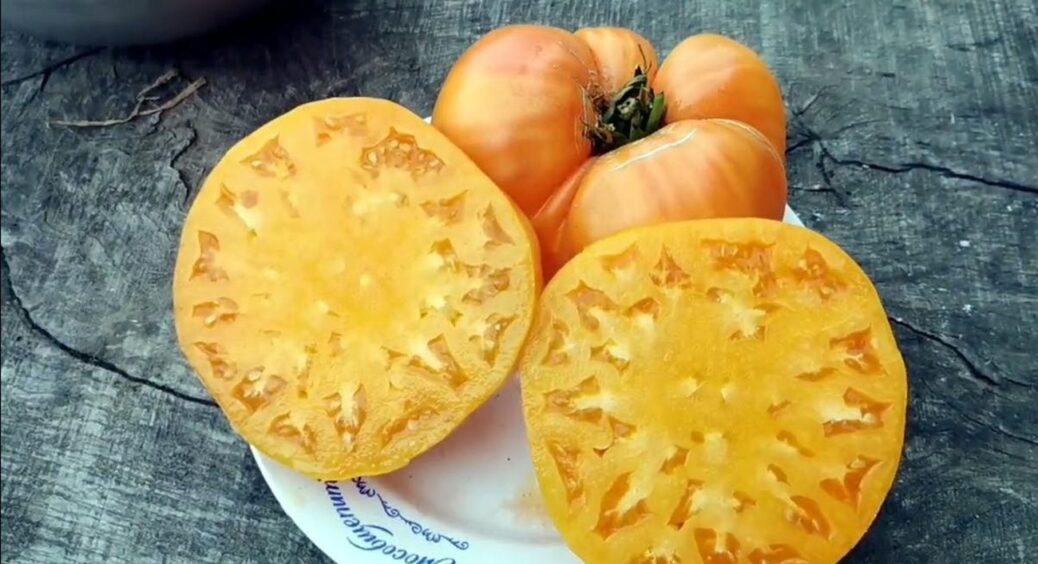 Серед жовтих помідорів цей – 1-й на розсаду: побачила його у Полтаві – найсолодший з всіх 