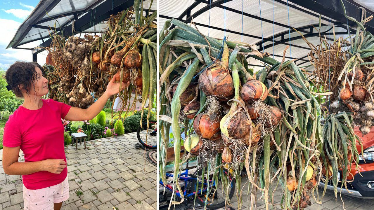 Сорт озимої цибулі, який легко вирощувати