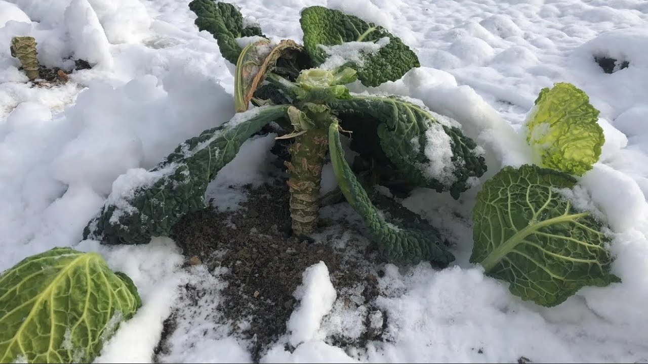 Експерти розповіли, які добрива можна вносити під сніг