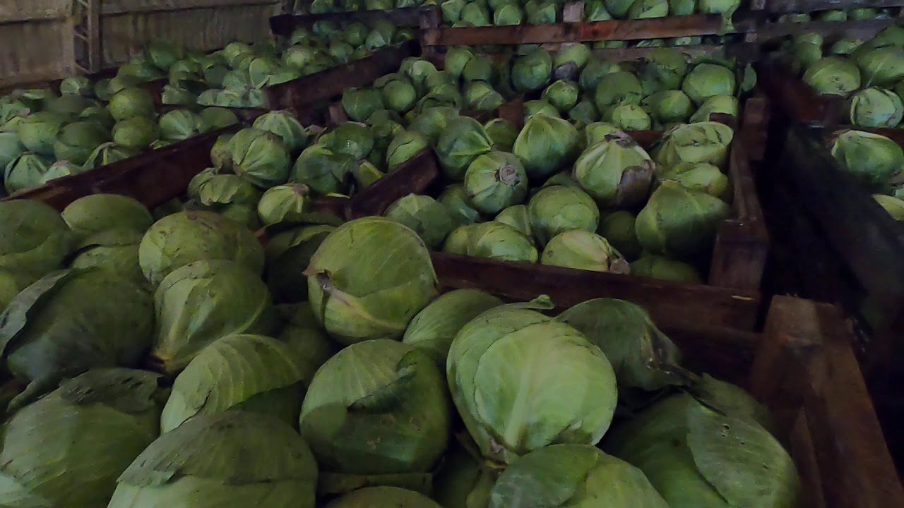 Лайфхак з довготривалого зберігання капусти