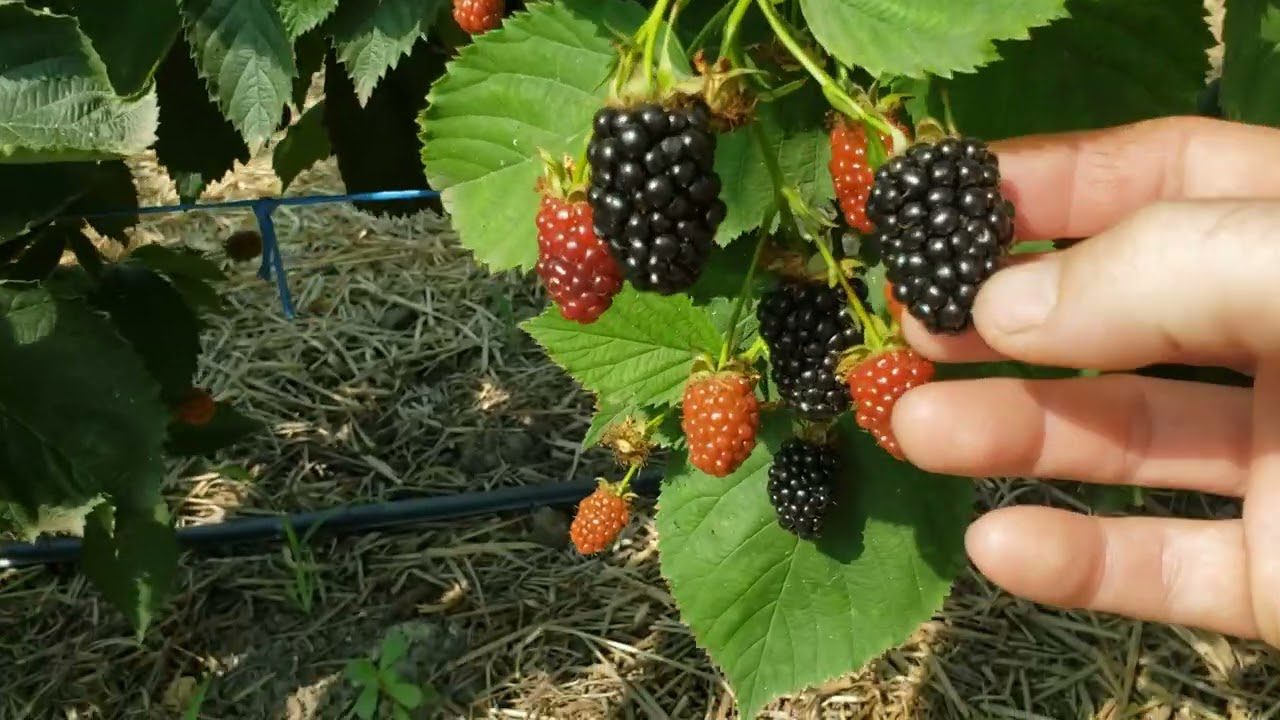 Сорт крупноплідної ожини Вошито та його переваги Сорт крупноплідної ожини Вошито та його переваги