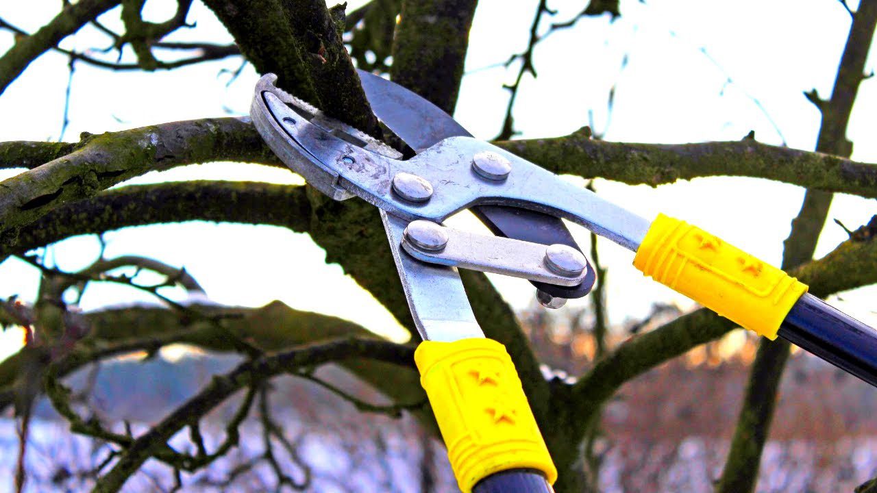 Обрізка плодових дерев восени