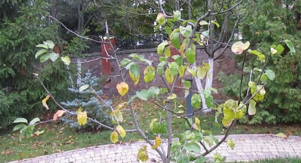 Ось секрет зимівлі саду, про який ніхто не говорить: ґрунт має бути живим, а не стерильним 