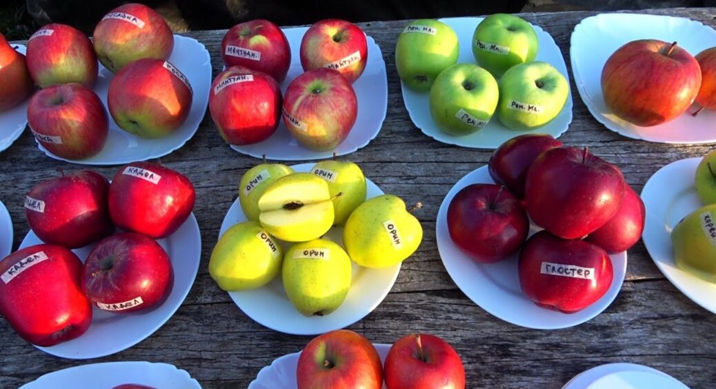 Не “Айдаред” і не “Голден Делішес”: цей сорт яблук назвали найсолодшим у 2025 році — як мед 