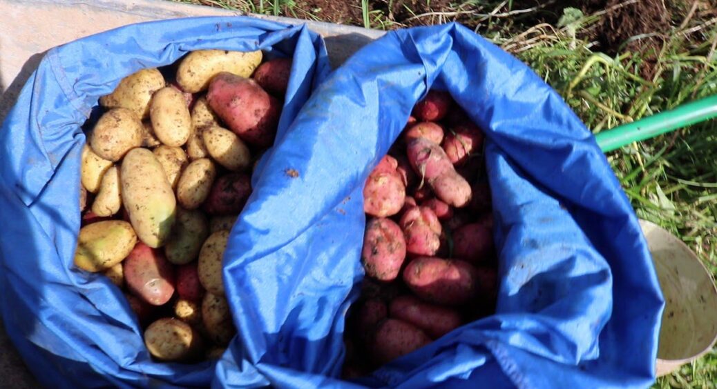 Експериментальний спосіб вирощування картоплі в соломі закохав мене з першого разу: і ось чому 