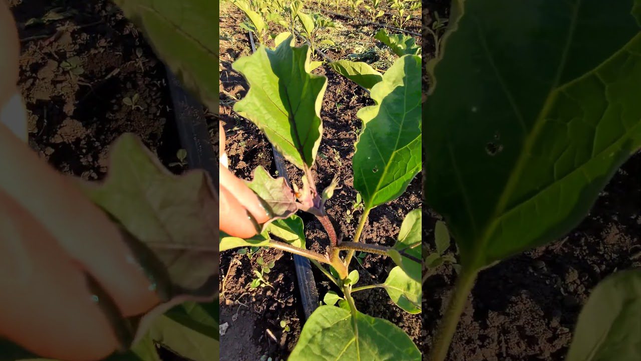 Найврожайніші сорти баклажанів для вирощування в Україні