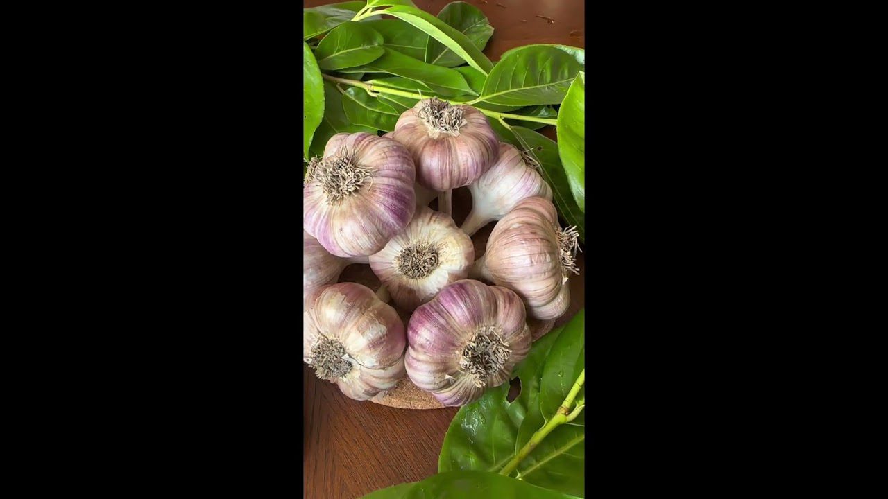 Сорт часнику Любаша