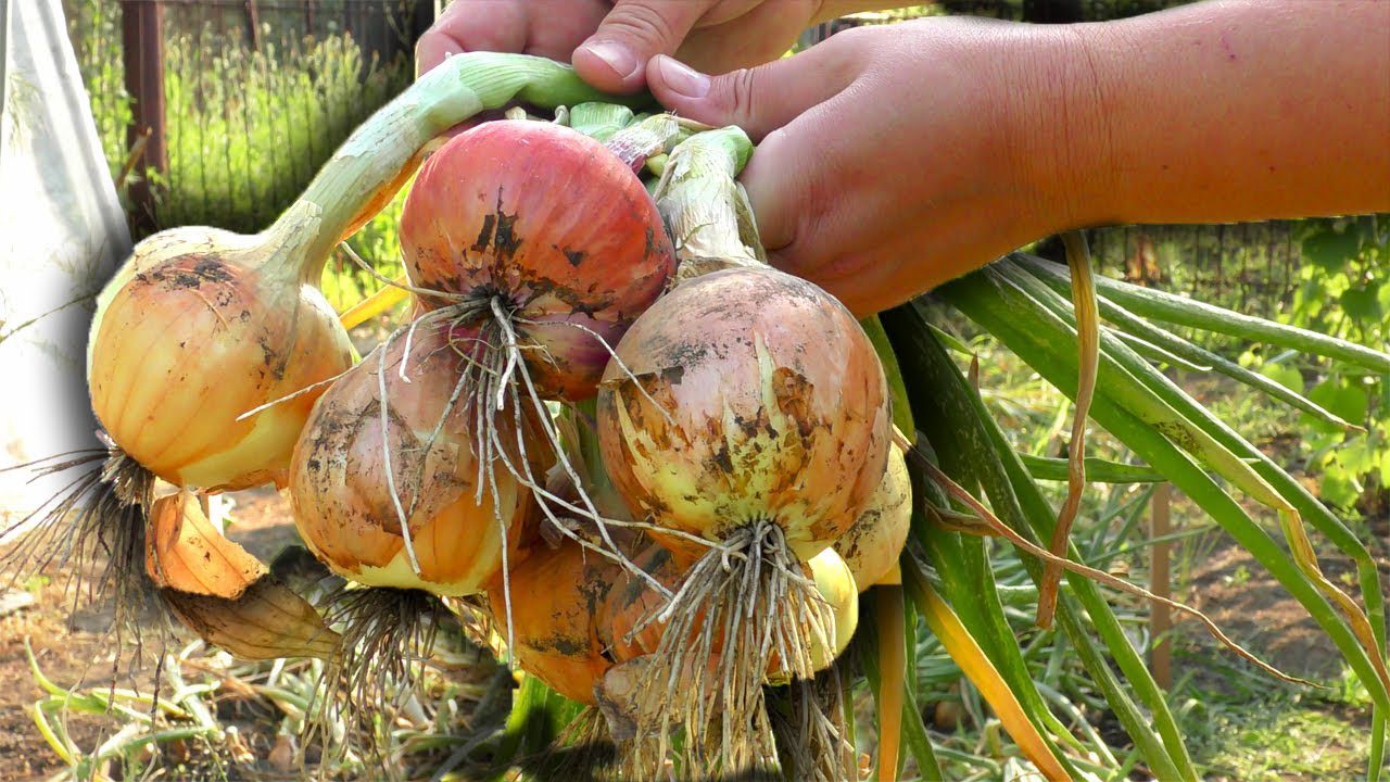 Городники розсекретили найкращі умови для зберігання врожаю цибулі вдома