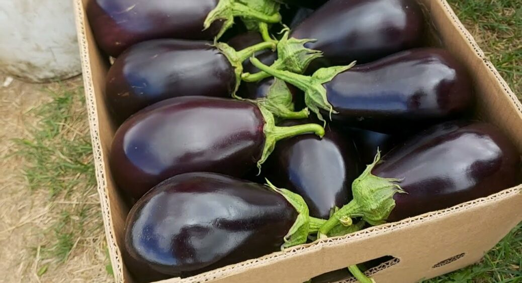 Дачники “гоняться” за цим насінням: 2 сорти найкращих баклажанів – великі і супер урожайні 