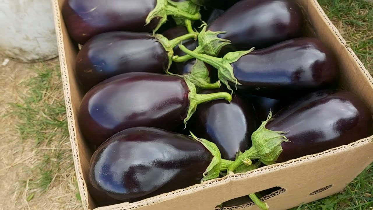 Найврожайніші сорти баклажанів для вирощування в Україні