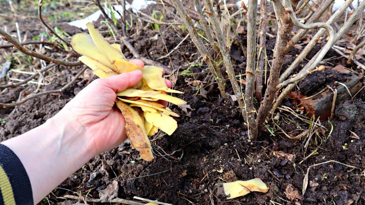 Експерти розповіли, як використовувати картопляне лушпиння з користю для городу