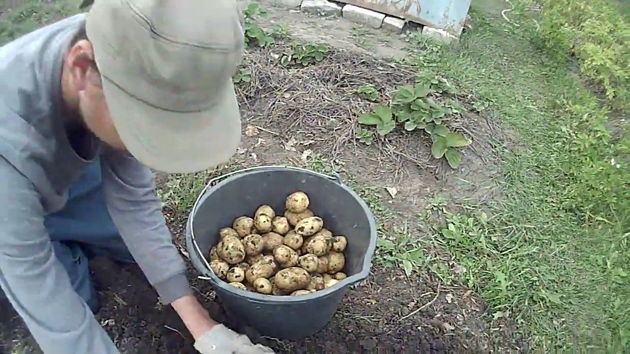 Агрономи назвали сорти картоплі, стійкі до фітофторозу