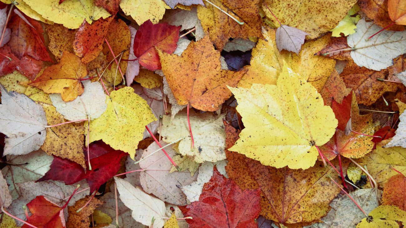 Городники розповіли правила використання мульчі з опалого листя