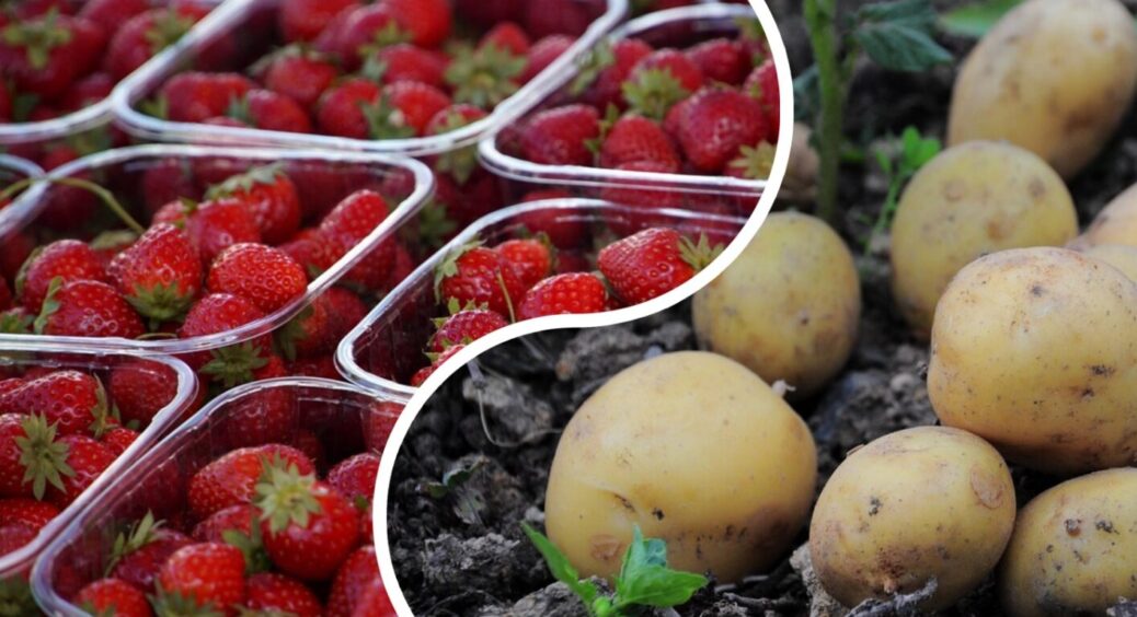 Не висаджуйте це біля полуниці: 1 помилка, і врожаю не буде на 100% – це знають всі дачники 