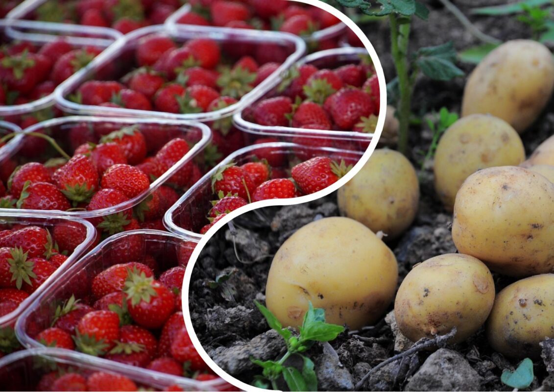 Які культури не можна саджати поряд із полуницею