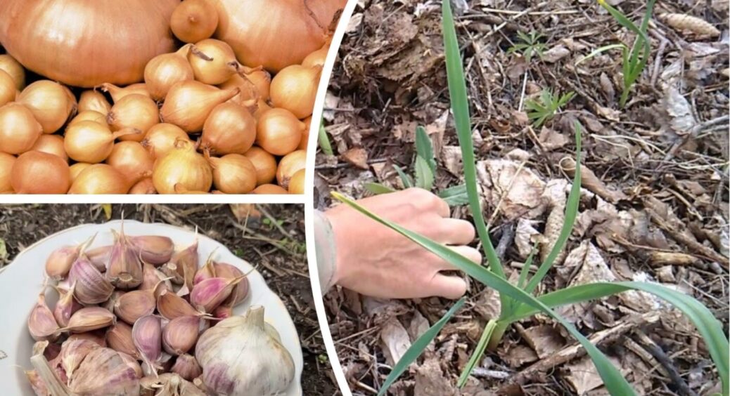 Чим накривати грядки з часником та цибулею на зиму: 5 варіантів від дідуся з Полтавщини 