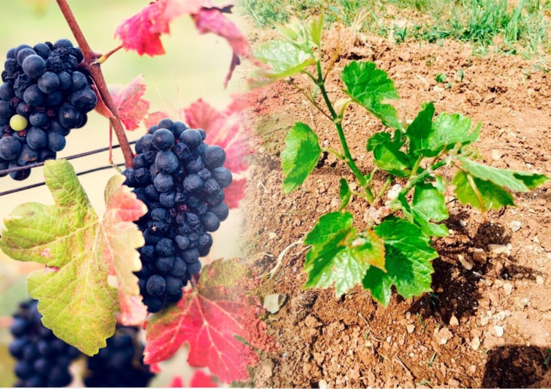 Експерти назвали ефективний спосіб, як вкрити виноград на зиму