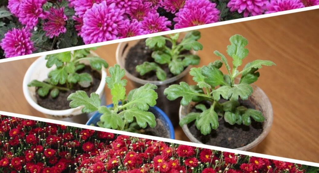 Хризантеми у листопаді 2025: як і коли правильно вкрити на зиму, щоб зберегти рослини 