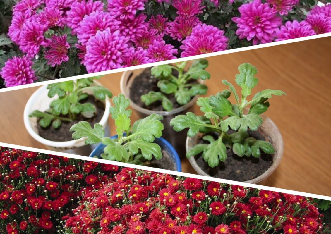 Квітникар розповів, як правильно доглядати за хризантемами взимку