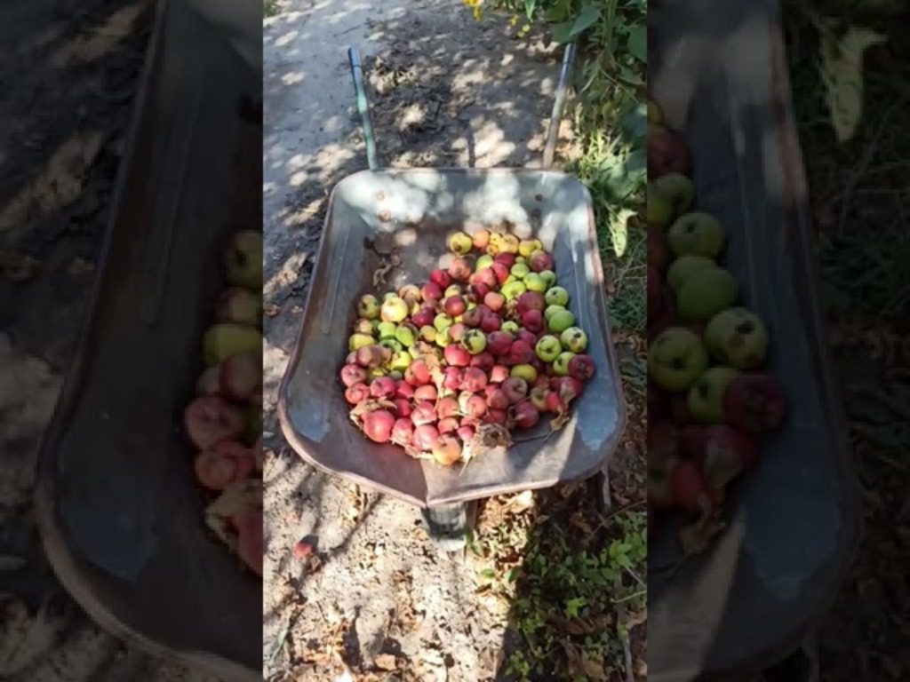 Як зробити цінне добриво з гнилих яблук