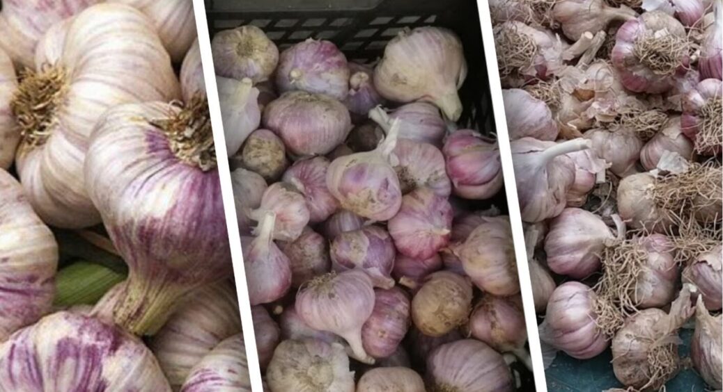 Не на “Добрині” світ клином зійшовся: сорти часнику для нашого клімату – зимостійкі, врожайні 