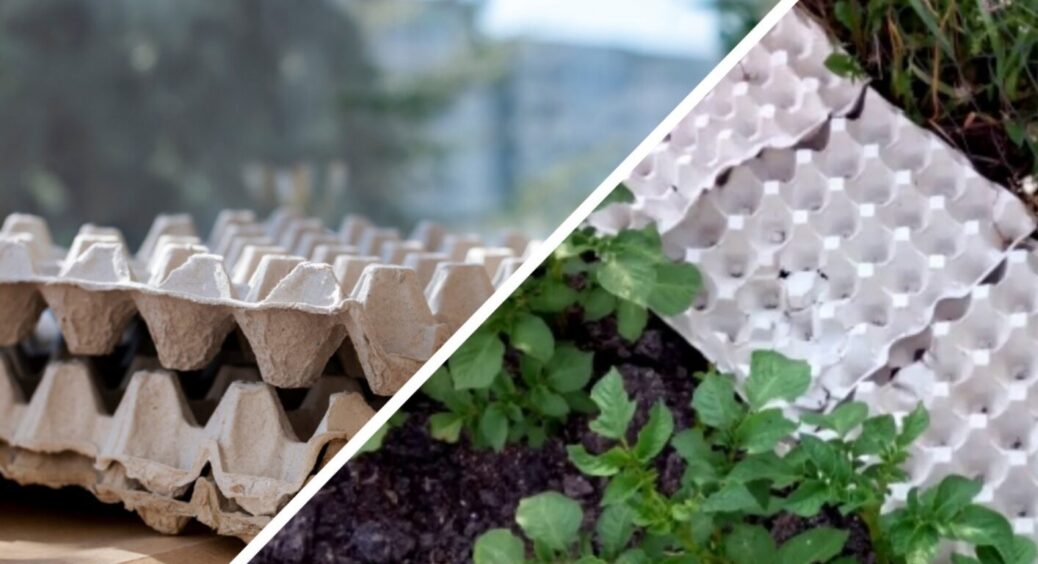 Ви не повірите: що роблять із яєчними лотками в Європі? Поки ми викидаємо, вони заощаджують 