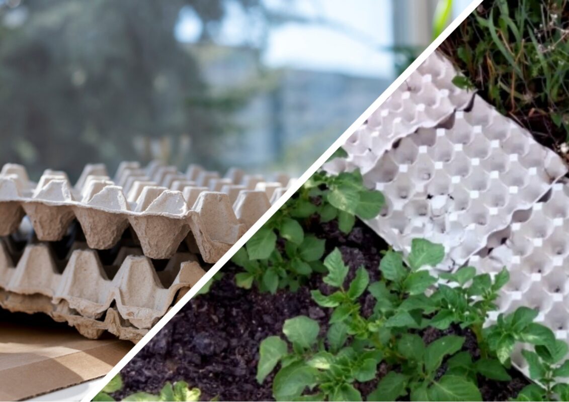 Експерти розповіли, як в Європі використовують яєчні лотки