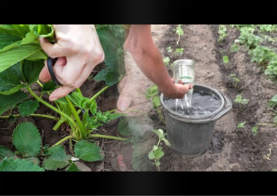 Як та чим підживити полуницю до 1 грудня