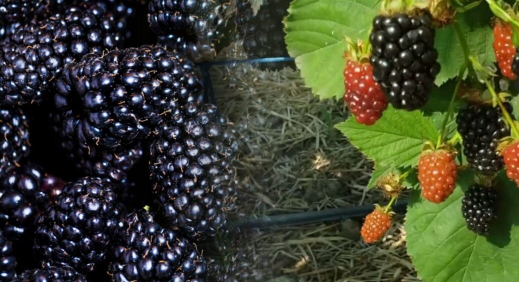 Ароматна, крупноплідна і солодка: спробував цей сорт ожини – буду садити 20 кущів 