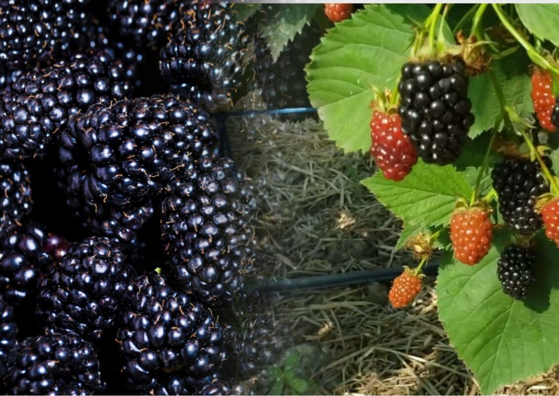 Сорт крупноплідної ожини Вошито і його переваги