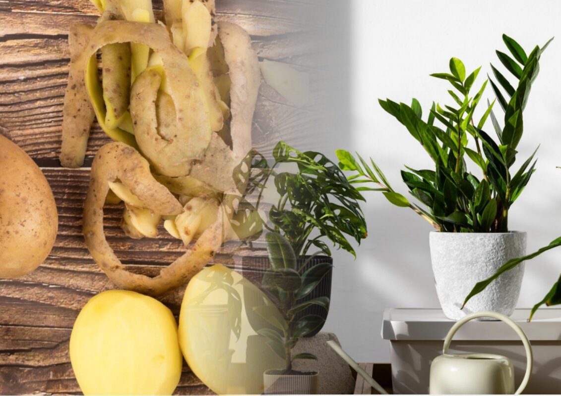 Експерти розповіли, як використовувати картопляне лушпиння з користю для городу