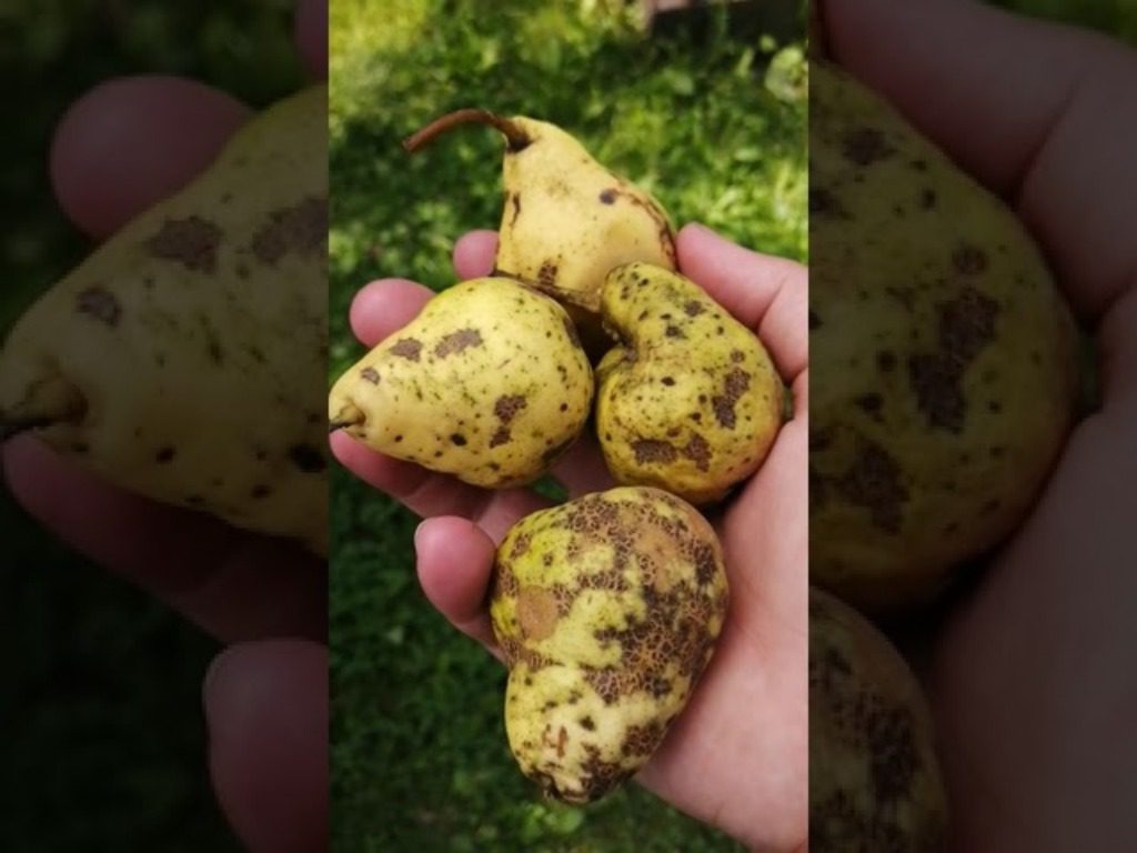 Експерти розповіли, чим обробити груші восени, щоб вони не гнили в наступному році