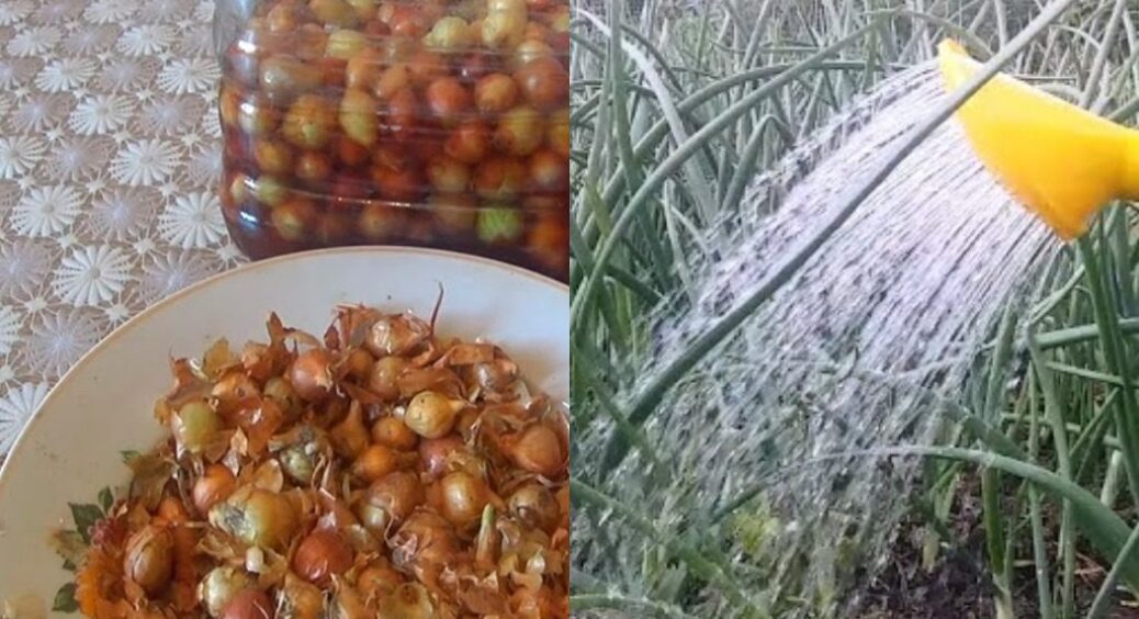 Цибулева муха не зашкодить озимим посівам: використовую проти неї 1 засіб з домашньої кухні 