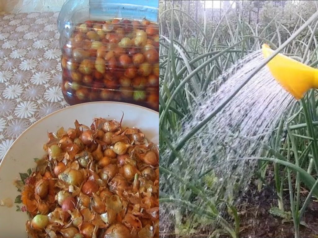 Як захистити цибулю від цибулевої мухи