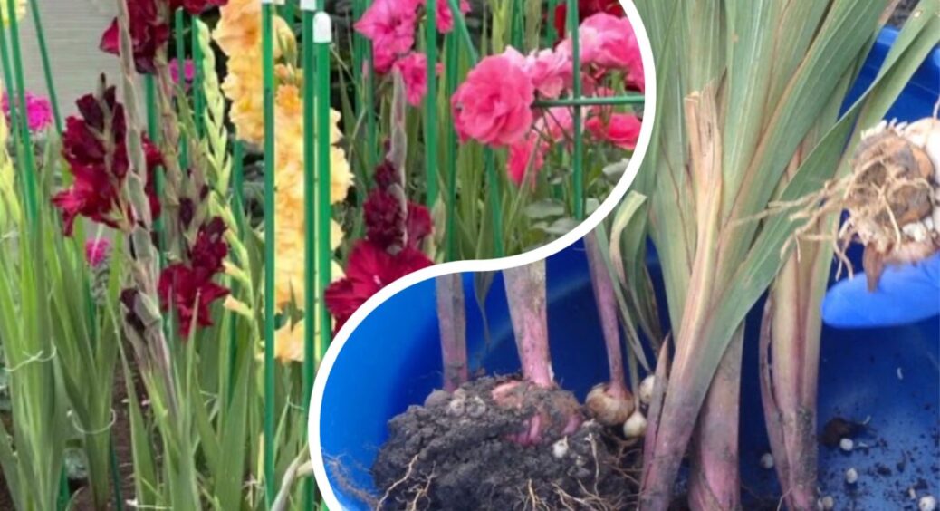 15 питань про гладіолуси. Як зберігати, рятувати від плісняви, чи треба омолоджувати цибулини 