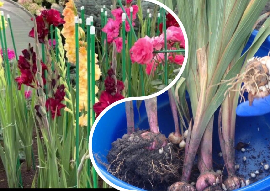 Актуальні питання про гладіолуси