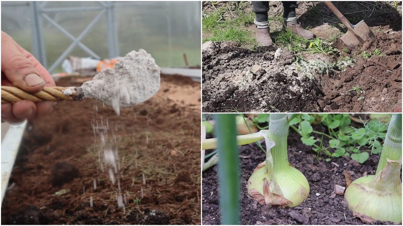 Фермери назвали ТОП-4 застосувань доломітового борошна в саду та городі