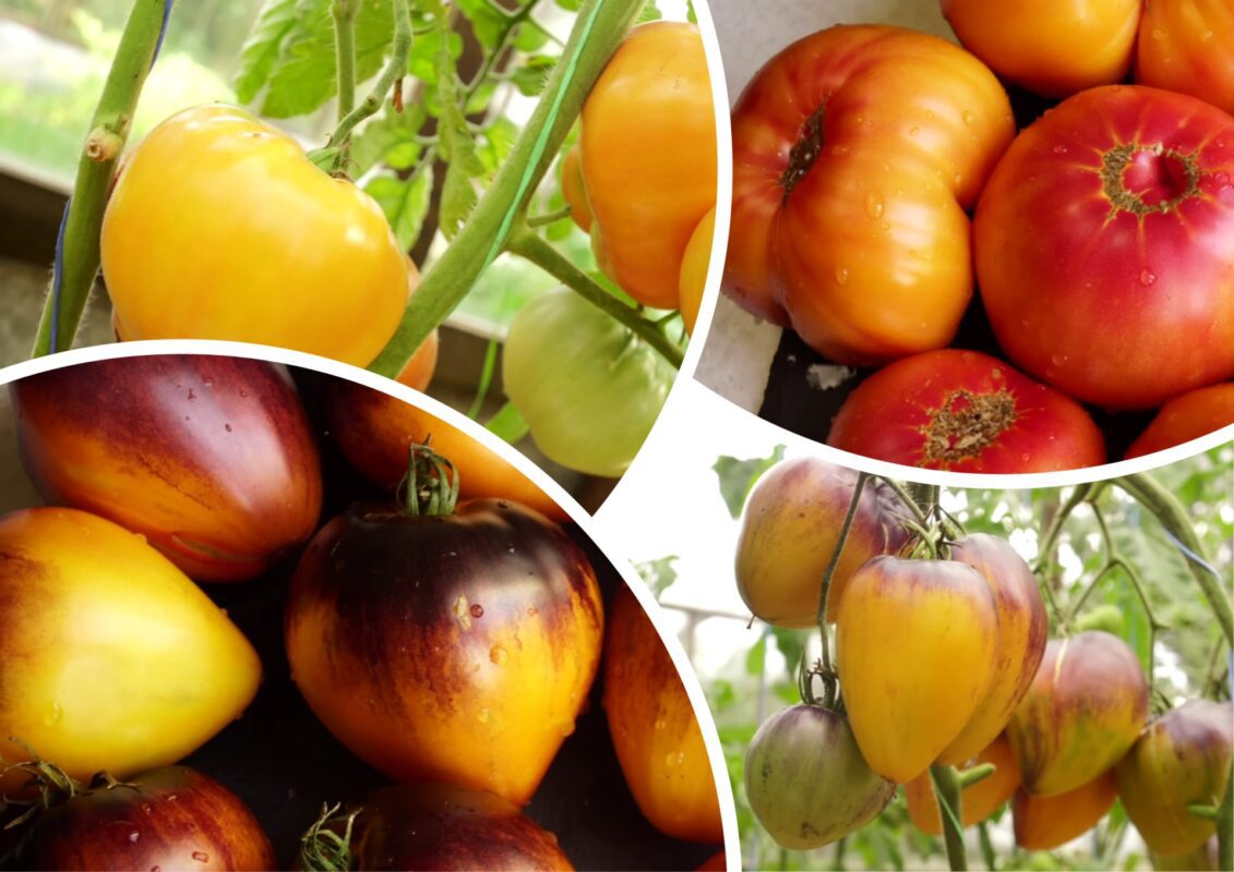 Городники назвали 5 нових сортів томатів для мега-урожаю 2026