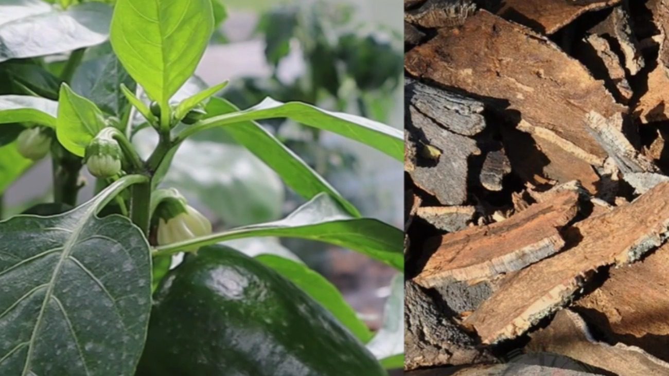 Городники назвали найкращу мульчу від хвороб та слимаків для теплиці