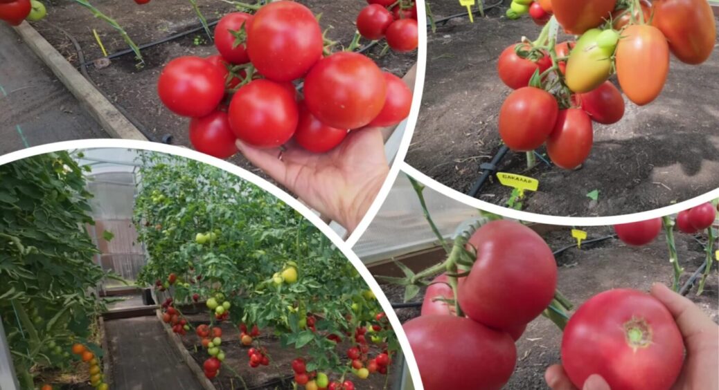 Ці помідори сіятиму на розсаду вже у лютому, бо з травня дають по 6 кг урожаю за раз 