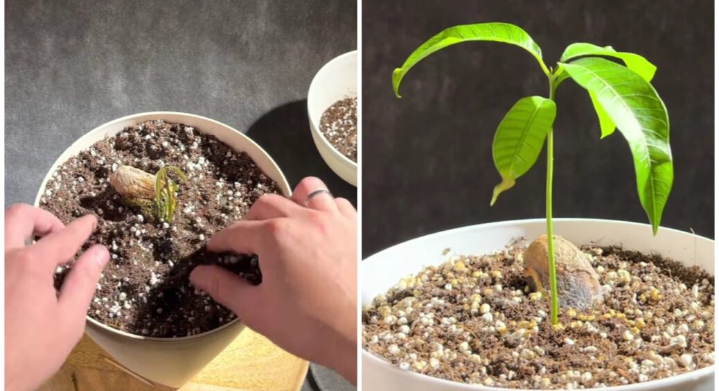 “Тропіки” на підвіконні: 1 кісточка, яка переростає у дерево мрії – без теплиці та чудес 