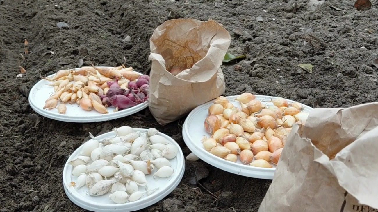 Коли і як садити озиму цибулю, щоб виросла велика: поради городників з Сум