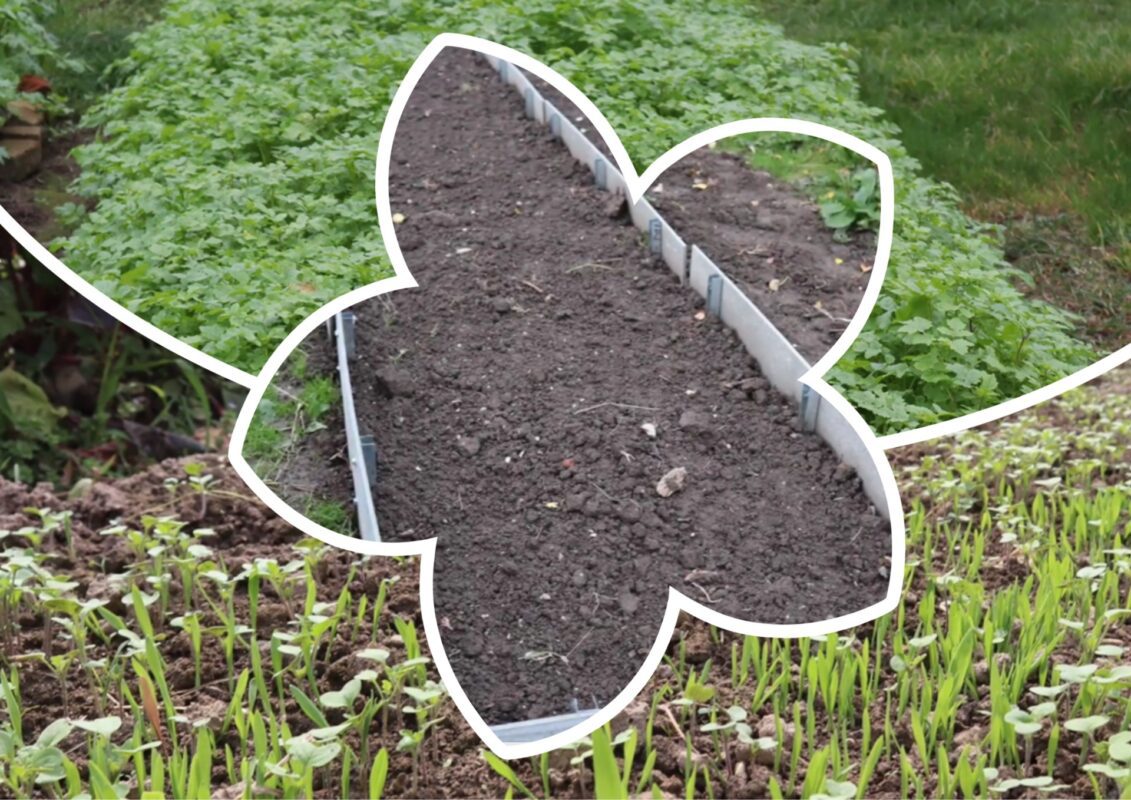 Агроном розповів, яке добриво використати для підживлення у листопаді