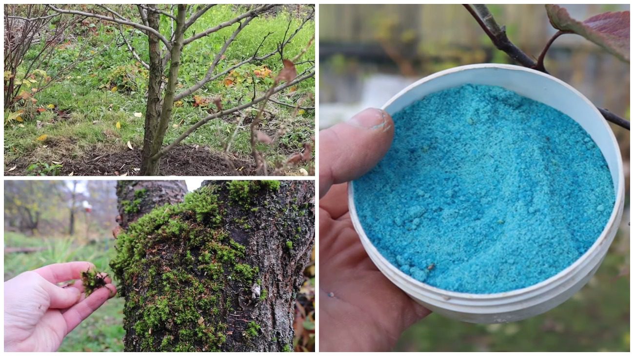 Чим провести обробку саду у листопаді, щоб отримати добрий урожай у 2026 році