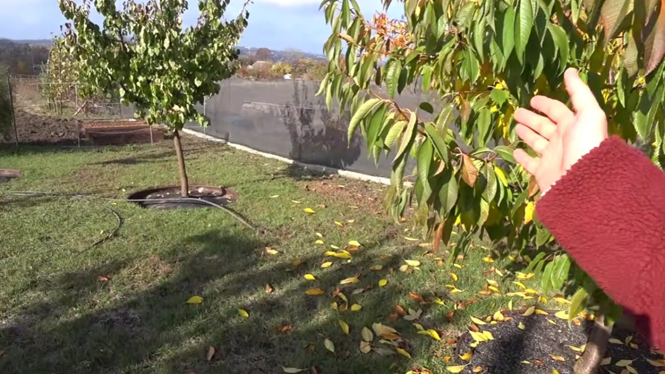 Городник розповів, що робити, якщо не встигли обробити сад вчасно